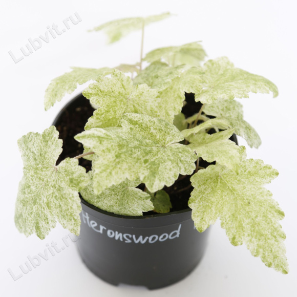 Тиарелла Херонсвуд Мист (Heronswood Mist) купить с доставкой