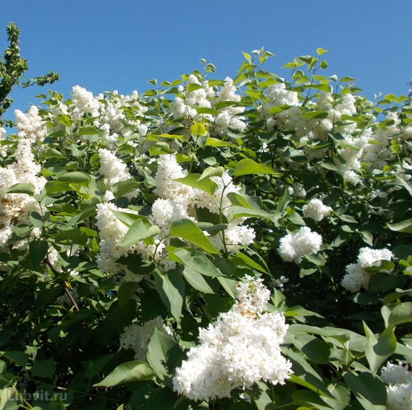 Сирень Советская Арктика купить с доставкой