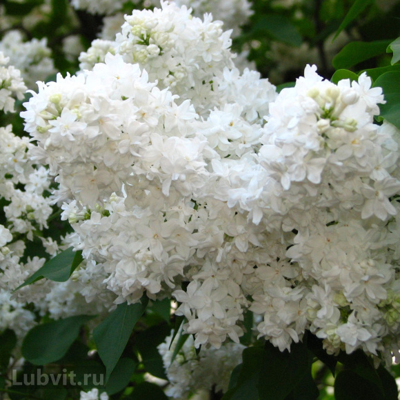 Сирень Советская Арктика купить с доставкой