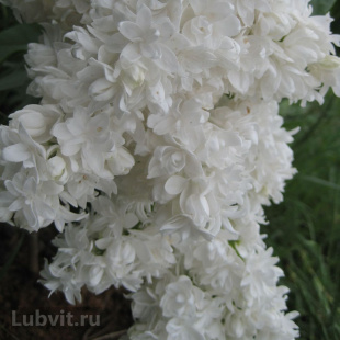 Сирень Советская Арктика