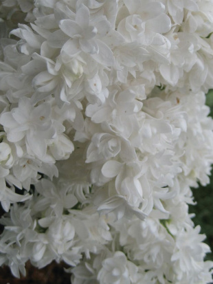 Сирень Советская Арктика