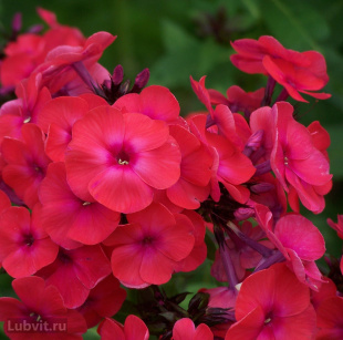 Флокс Фобос