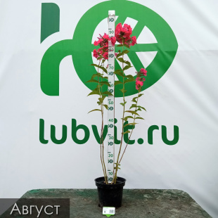 Флокс Фобос