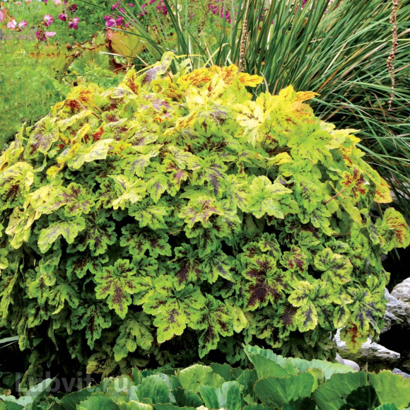 Гейхерелла Солар Пауер (Solar Power) купить с доставкой Гейхерелла Солар Пауер (Solar Power) купить с доставкой