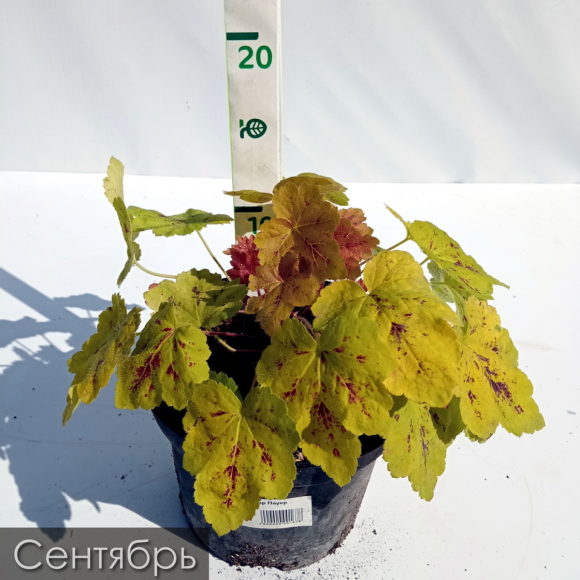 Гейхерелла Солар Пауер (Solar Power) купить с доставкой Гейхерелла Солар Пауер (Solar Power) купить с доставкой