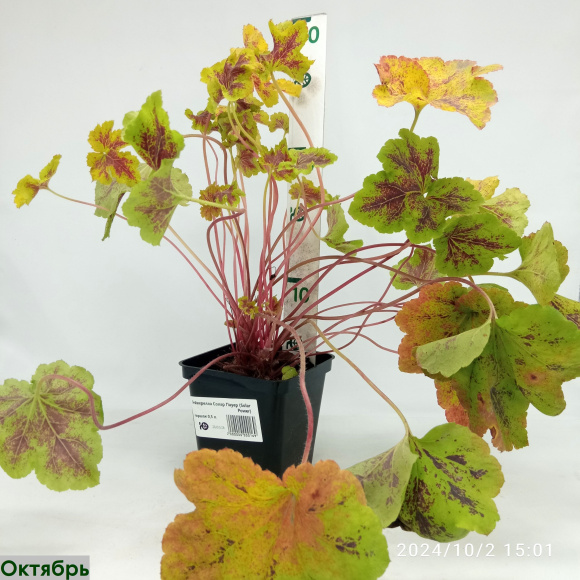 Гейхерелла Солар Пауер (Solar Power) купить с доставкой Гейхерелла Солар Пауер (Solar Power) купить с доставкой