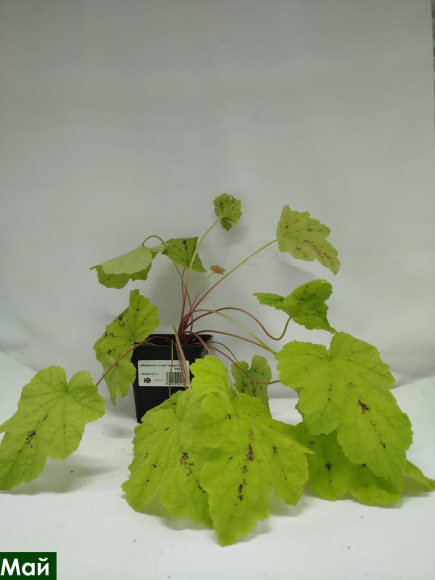 Гейхерелла Солар Пауер (Solar Power) купить с доставкой Гейхерелла Солар Пауер (Solar Power) купить с доставкой