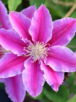 Клематис Доктор Руппель (Doctor Ruppel)