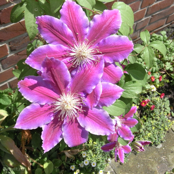 Клематис Доктор Руппель (Doctor Ruppel) купить с доставкой