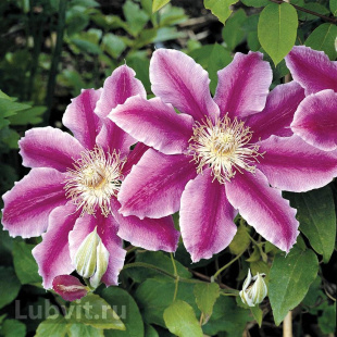 Клематис Доктор Руппель (Doctor Ruppel)