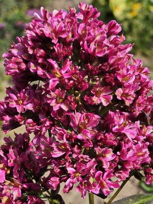 Флокс Нейчерел Филингс (Natural Feelings) Флокс Нейчерел Филингс (Natural Feelings)
