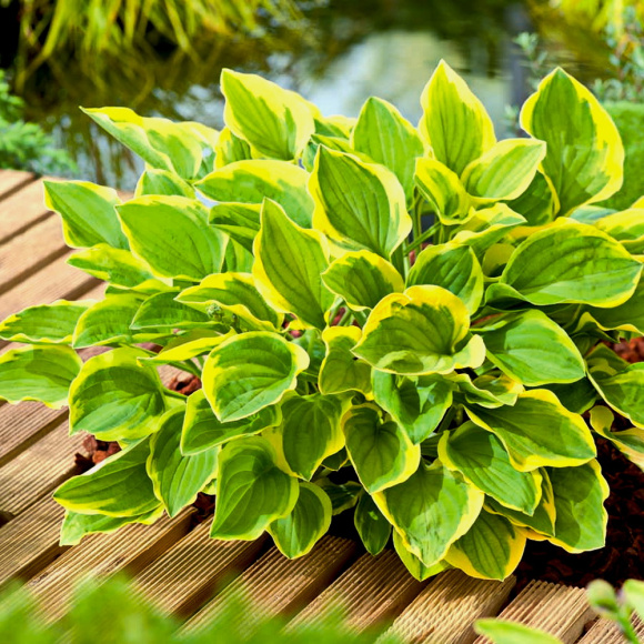 Хоста Голден Тиара (Golden Tiara) [M] купить с доставкой