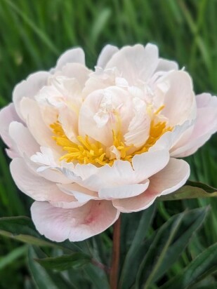 Пион Гардения (Gardenia) Пион Гардения (Gardenia)