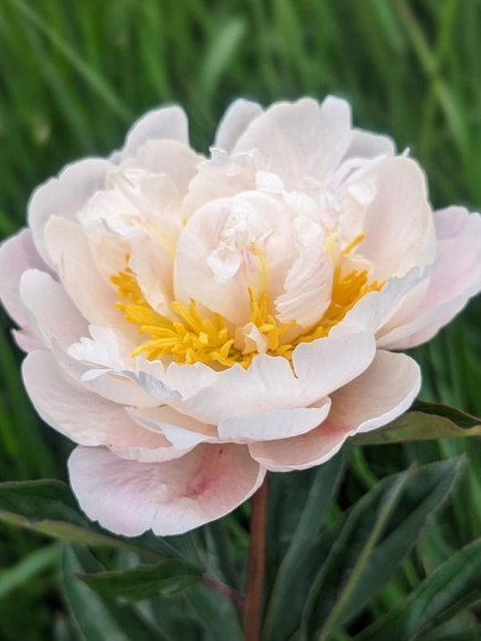 Пион Гардения (Gardenia) купить с доставкой