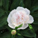 Пион Гардения (Gardenia) с доставкой