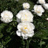 Пион Гардения (Gardenia) с доставкой