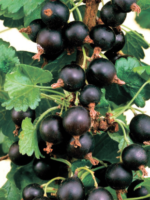 Смородина Пигмей