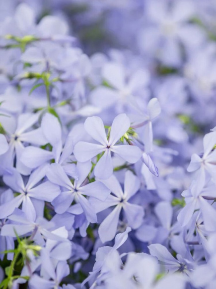 Флокс Блю Парфюм (Blue Perfume) метельчатый купить с доставкой