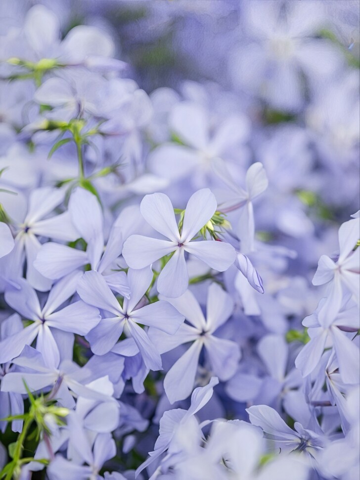 Флокс Блю Парфюм (Blue Perfume) метельчатый купить с доставкой