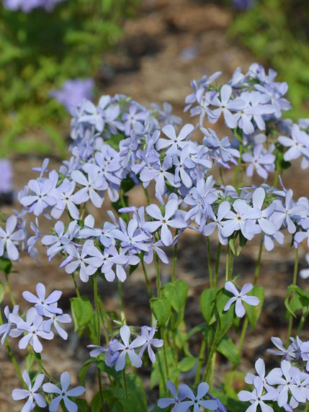 Флокс Блю Парфюм (Blue Perfume) метельчатый купить с доставкой
