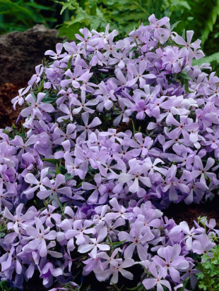 Флокс Блю Парфюм (Blue Perfume) метельчатый