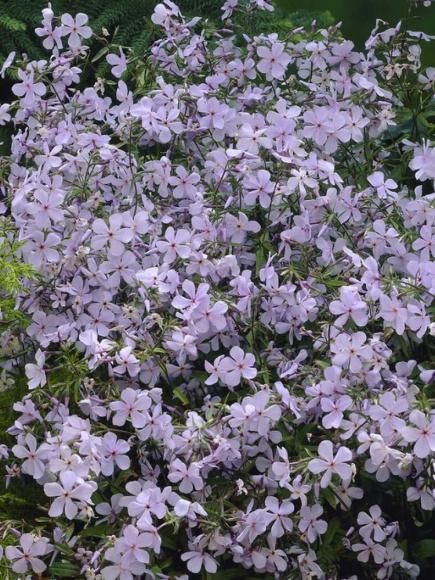 Флокс Блю Парфюм (Blue Perfume) метельчатый купить с доставкой