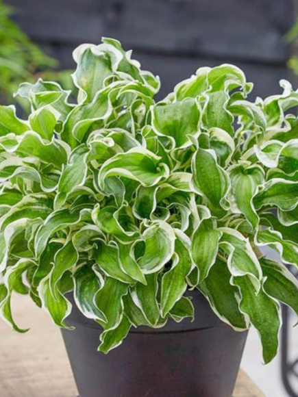 Хоста Летс Твист Эгейн (Let's Twist Again) [M] купить с доставкой