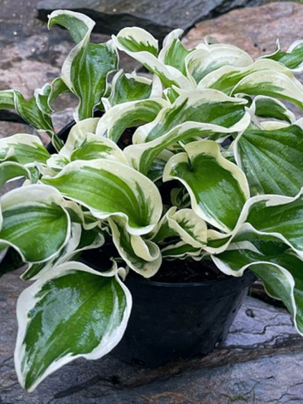 Хоста Летс Твист Эгейн (Let's Twist Again) [M] купить с доставкой