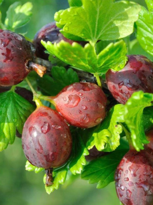 Крыжовник Грушенька