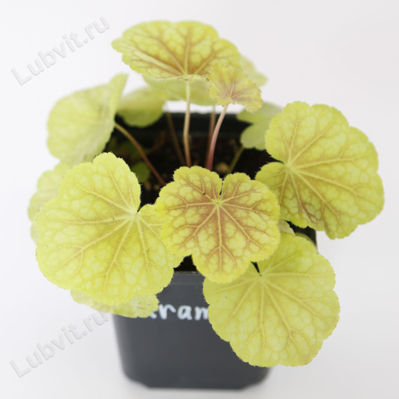 Гейхера Тирамису средняя (Heuchera Tiramisu)