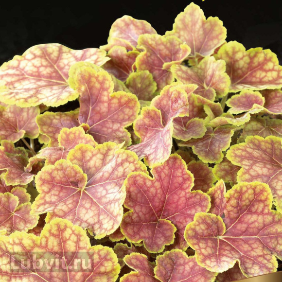 Гейхера Тирамису (Tiramisu) купить с доставкой Гейхера Тирамису (Tiramisu) купить с доставкой