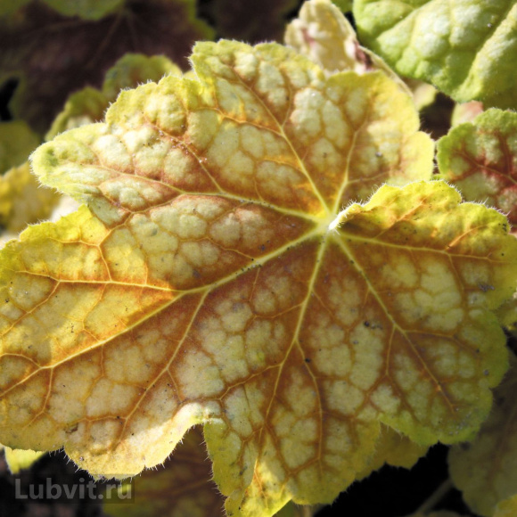 Гейхера Тирамису (Tiramisu) купить с доставкой Гейхера Тирамису (Tiramisu) купить с доставкой