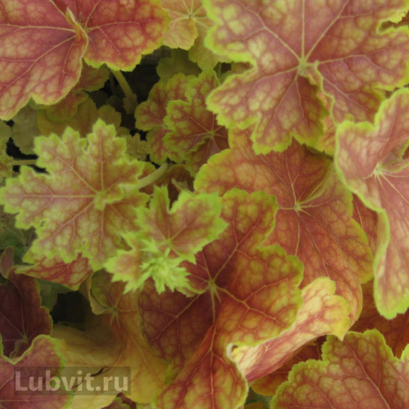 Гейхера Тирамису (Tiramisu) купить с доставкой Гейхера Тирамису (Tiramisu) купить с доставкой