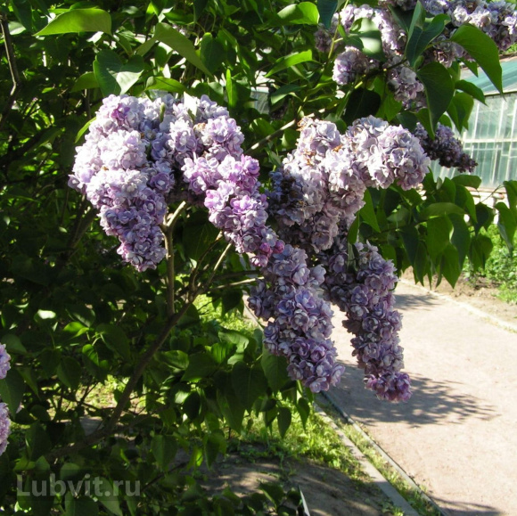 Сирень Ами Шотт (Ami Schott) купить с доставкой Сирень Ами Шотт (Ami Schott) купить с доставкой