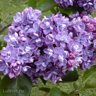 Сирень Ами Шотт (Ami Schott)