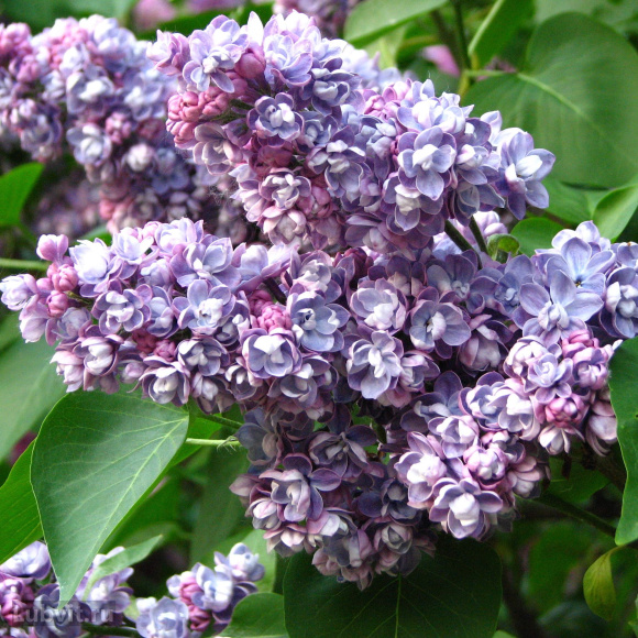 Сирень Ами Шотт (Ami Schott) купить с доставкой Сирень Ами Шотт (Ami Schott) купить с доставкой