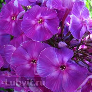 Флокс Джоконда (Giocondo)