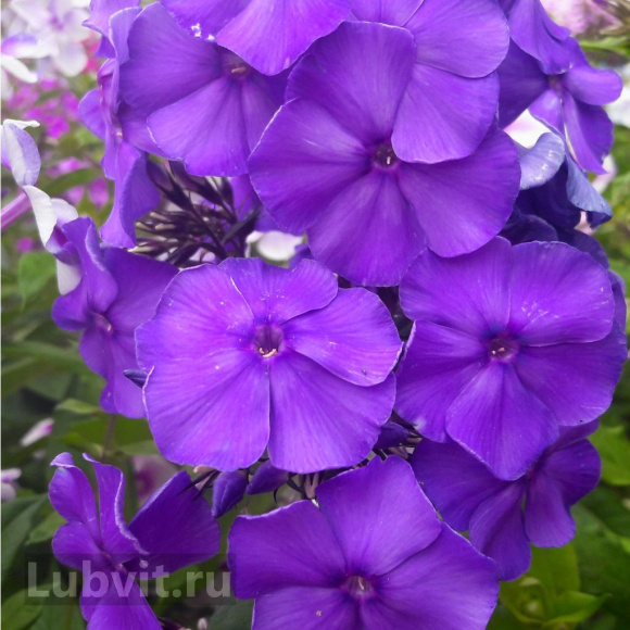 Флокс Джоконда (Giocondo) купить с доставкой