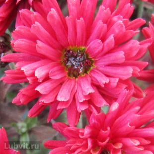 Хризантема корейская Уран (Uran)