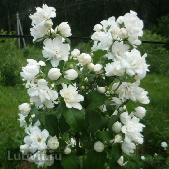 Чубушник Арктика купить с доставкой