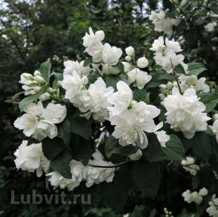 Чубушник Арктика