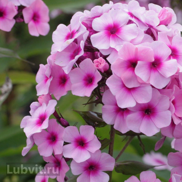 Флокс Мозаика купить с доставкой Флокс Мозаика купить с доставкой