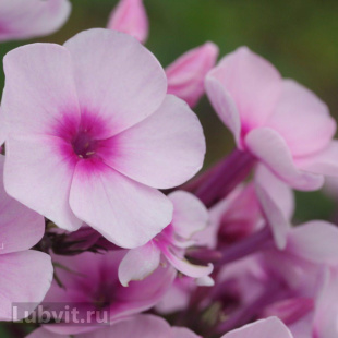 Флокс Мозаика