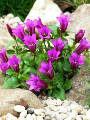 Горечавка Литл Пинки (Little Pinkie) Горечавка Литл Пинки (Little Pinkie)