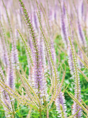 Вероникаструм Лавендельтурм (Lavendelturm)