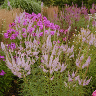 Вероникаструм Лавендельтурм (Lavendelturm)