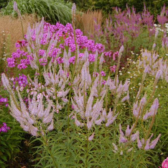 Вероникаструм Лавендельтурм (Lavendelturm) купить с доставкой