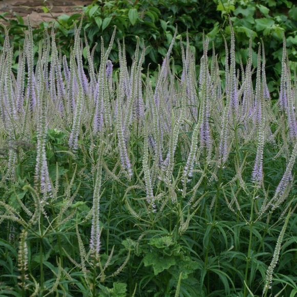 Вероникаструм Лавендельтурм (Lavendelturm) купить с доставкой