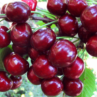 Вишня Жуковская