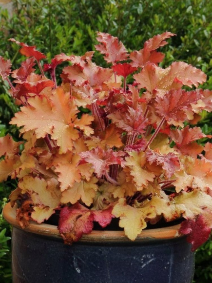 Гейхера Оранж Берри Раффлз (Orange Berry Ruffles) купить с доставкой Гейхера Оранж Берри Раффлз (Orange Berry Ruffles) купить с доставкой